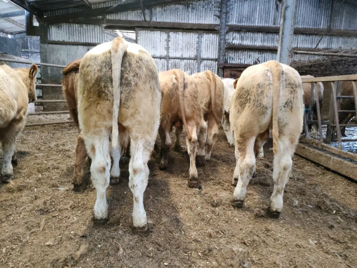10 Super Bullock's. - Image 4
