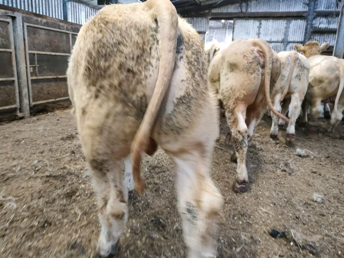 10 Super Bullock's. - Image 2