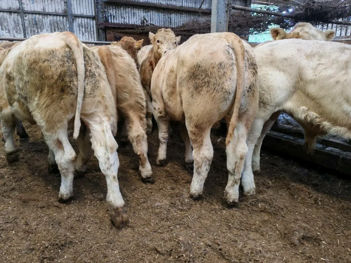10 Super Bullock's. - Image 3