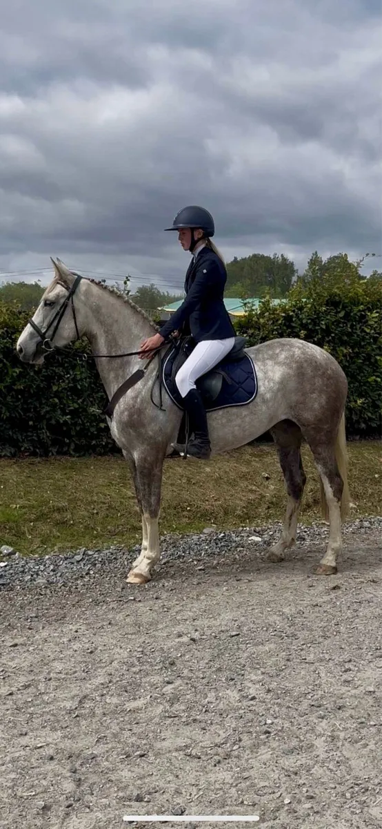 Lizzy,4yo ISH mare,lot 562 G,Bridge - Image 4