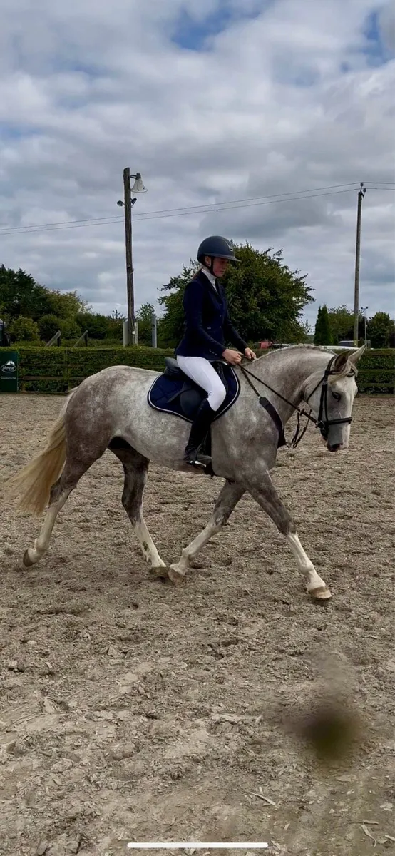 Lizzy,4yo ISH mare,lot 562 G,Bridge is - Image 1