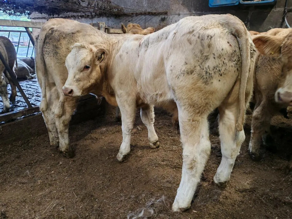 10 Super Bullock's. - Image 1