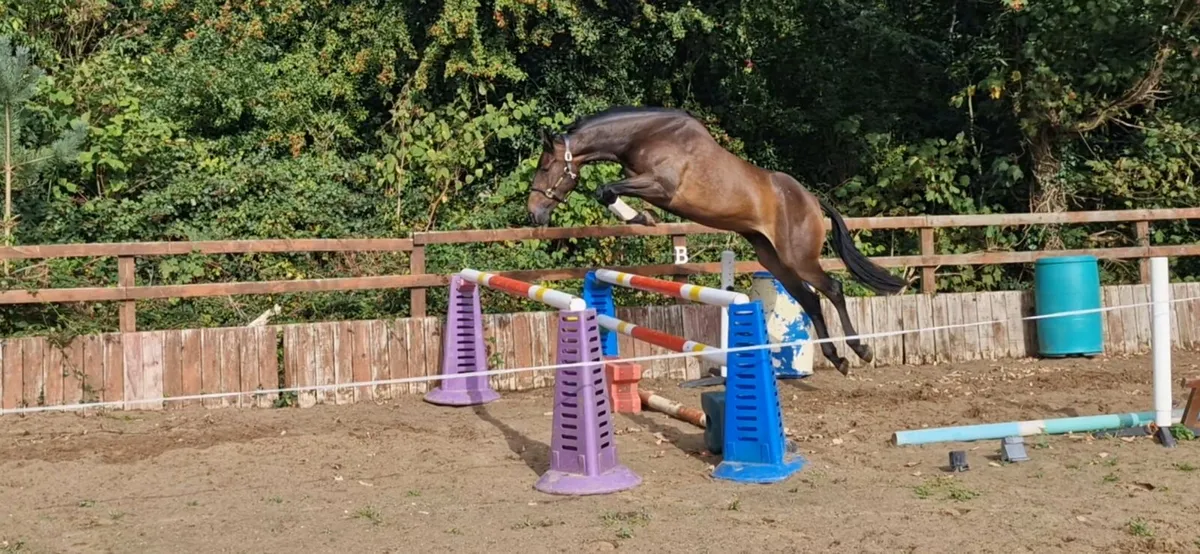 Smart 3 yr old filly - Image 1