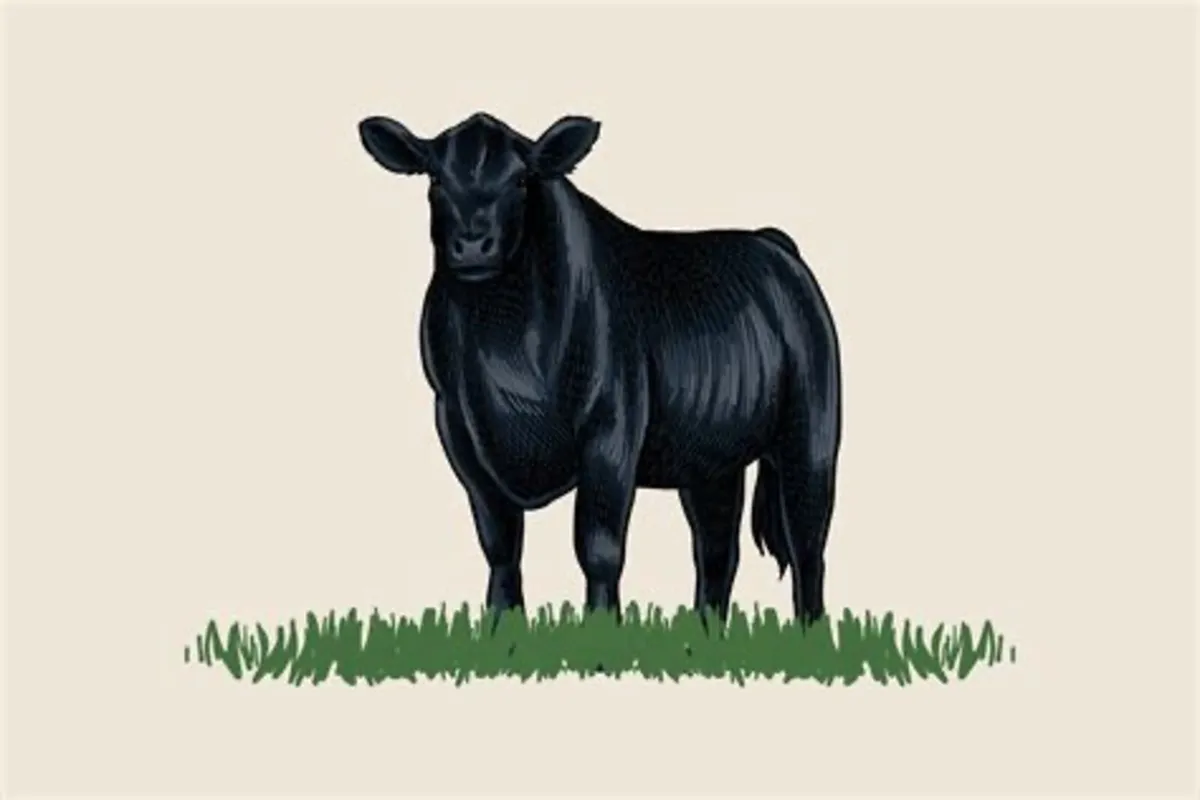 ANGUS HEIFERS 350 - 450kgs REQUIRED FOR EXPORT.