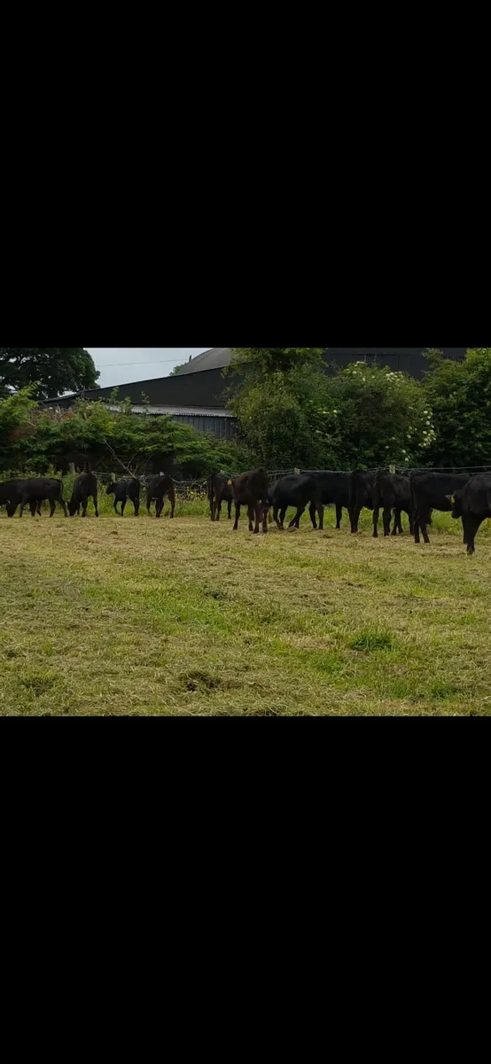 40 Angus heifers and bulls - Image 1