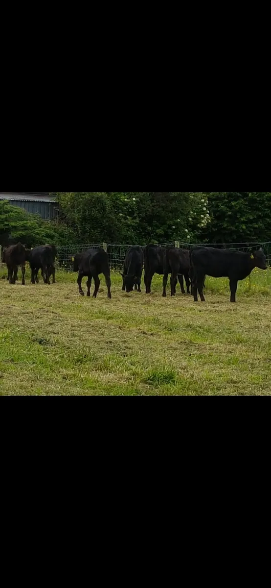 40 Angus heifers and bulls - Image 2
