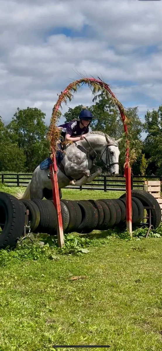Lizzy,4yo ISH mare,lot 562 G,Bridge - Image 1