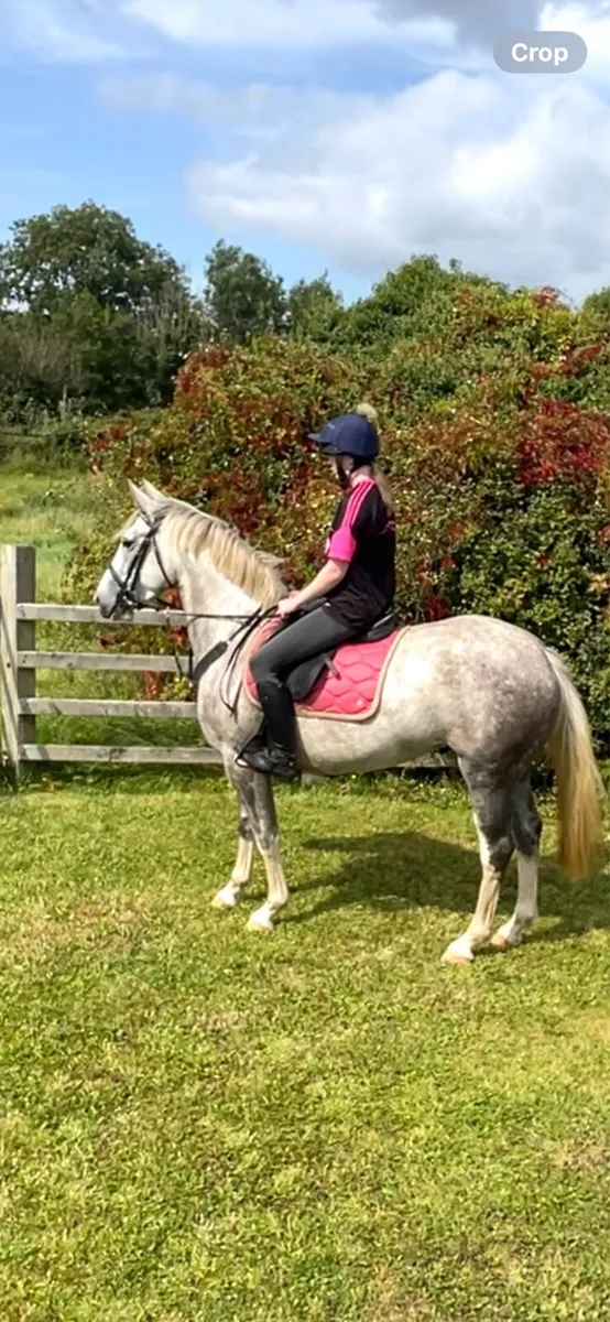 Lizzy,4yo ISH mare,lot 562 G,Bridge - Image 2