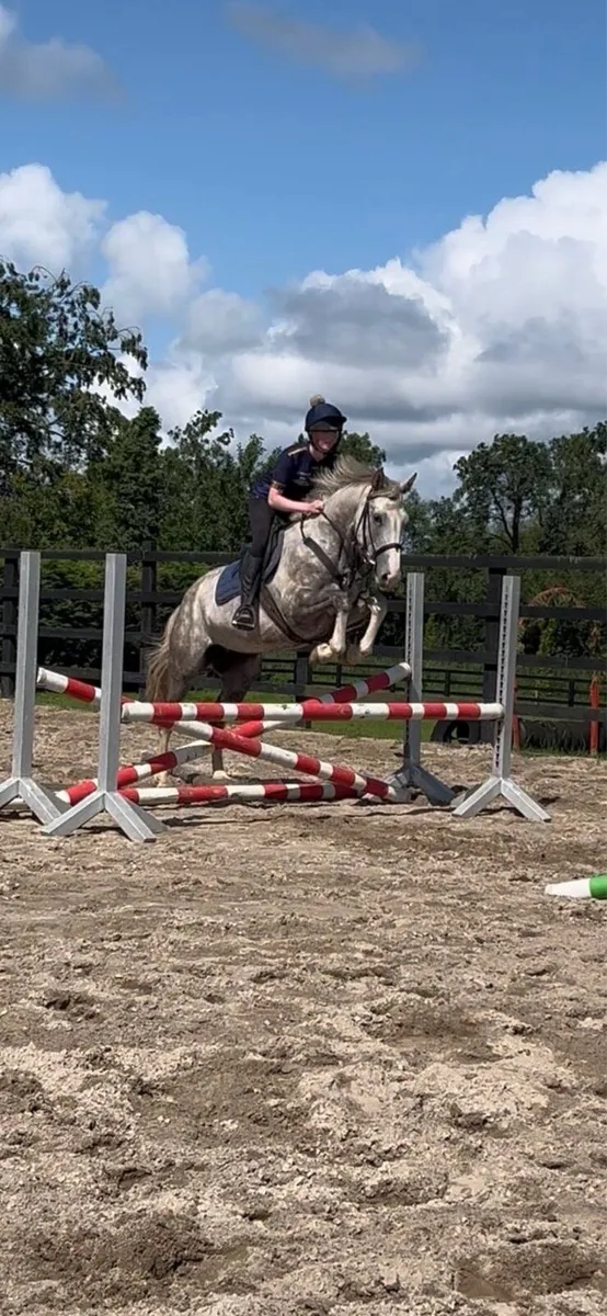 Lizzy,4yo ISH mare,lot 562 G,Bridge - Image 3