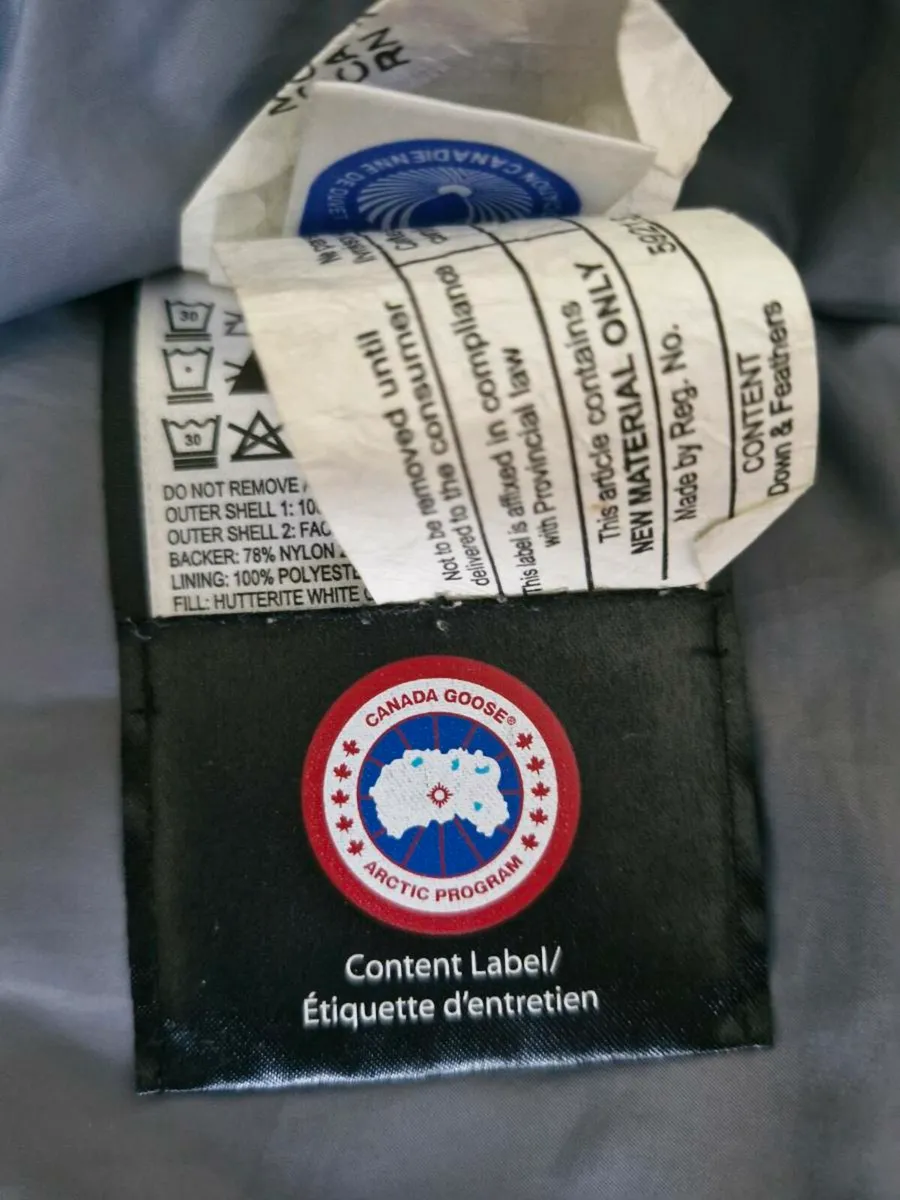 Canada goose - Image 4