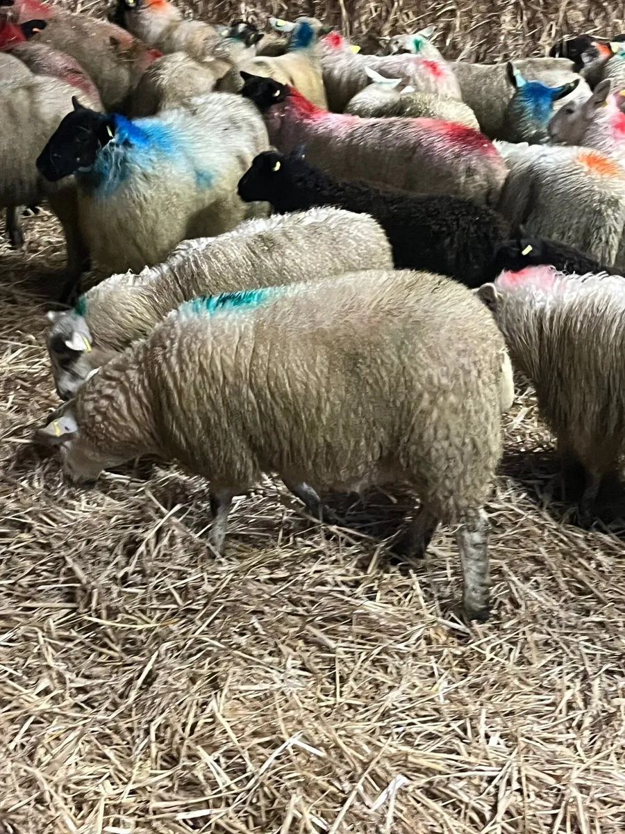 Store lambs - Image 1