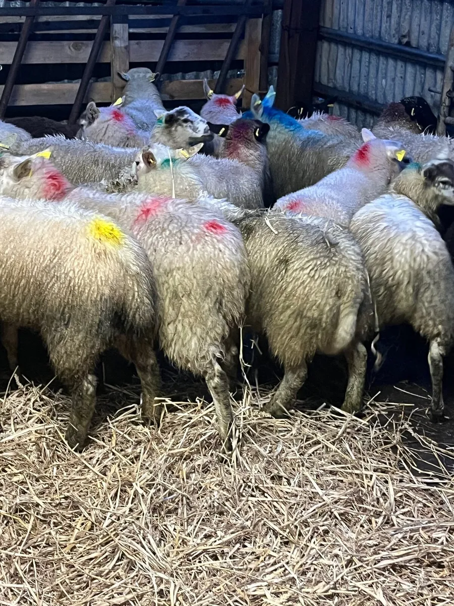 Store lambs - Image 2