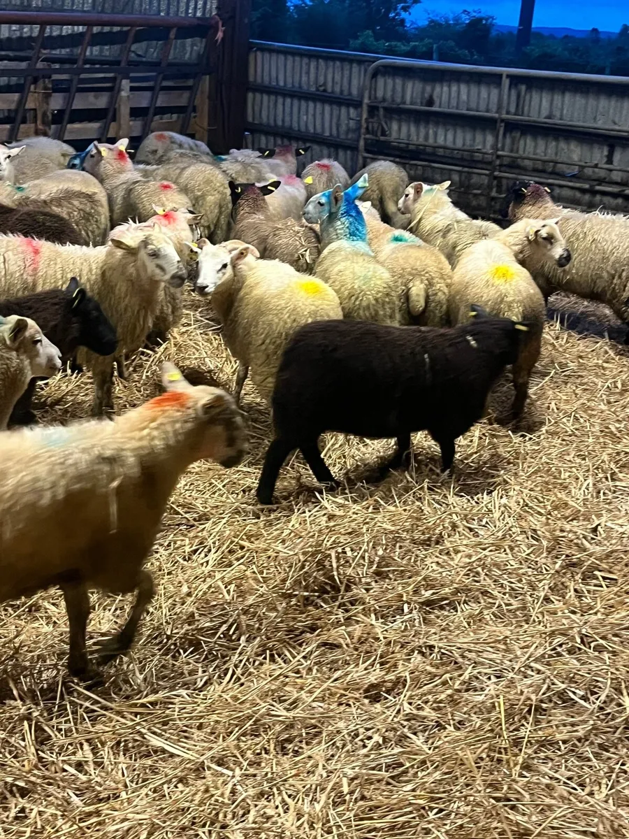 Store lambs - Image 3