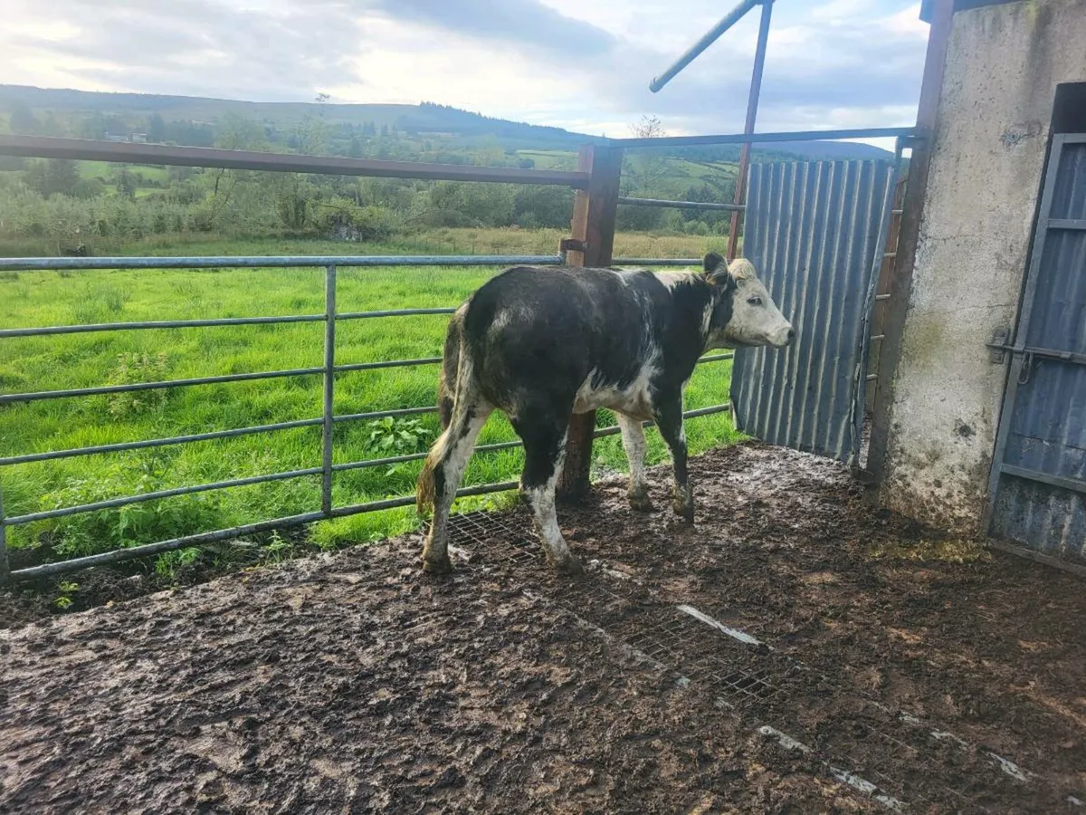 Heifer - Image 1