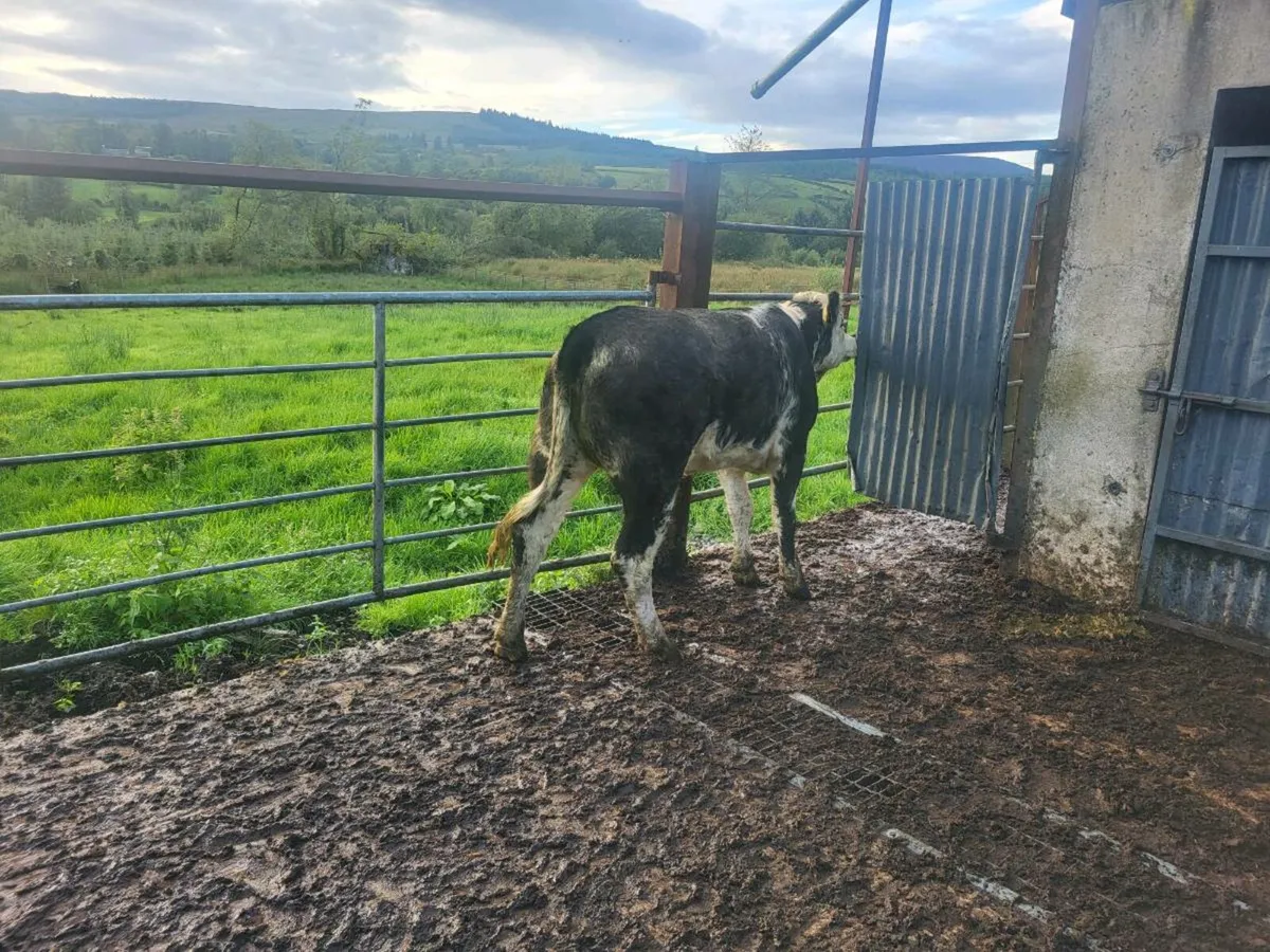 Heifer - Image 2