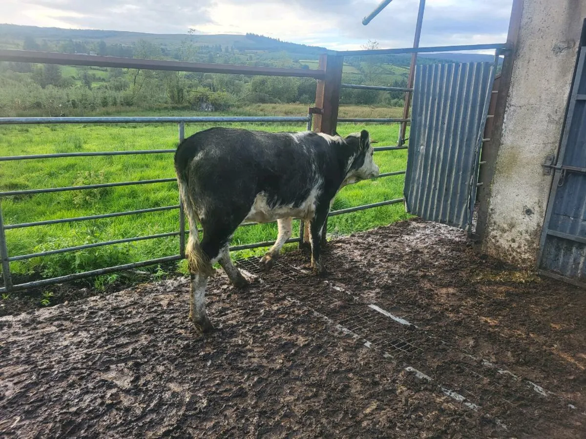 Heifer - Image 3