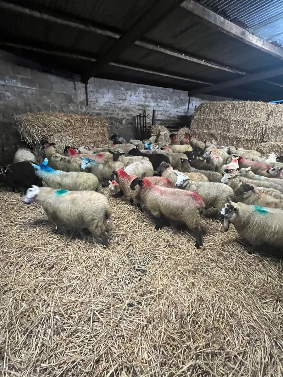 Store lambs - Image 4