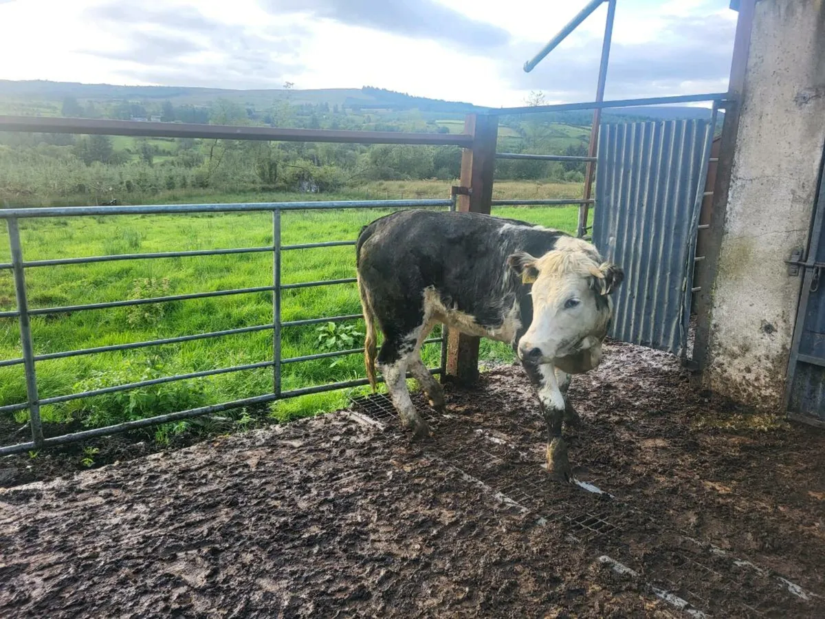 Heifer - Image 4