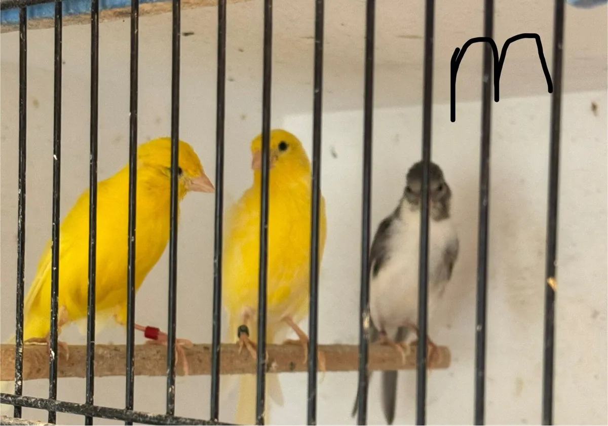 Canary birds for sale - Image 1