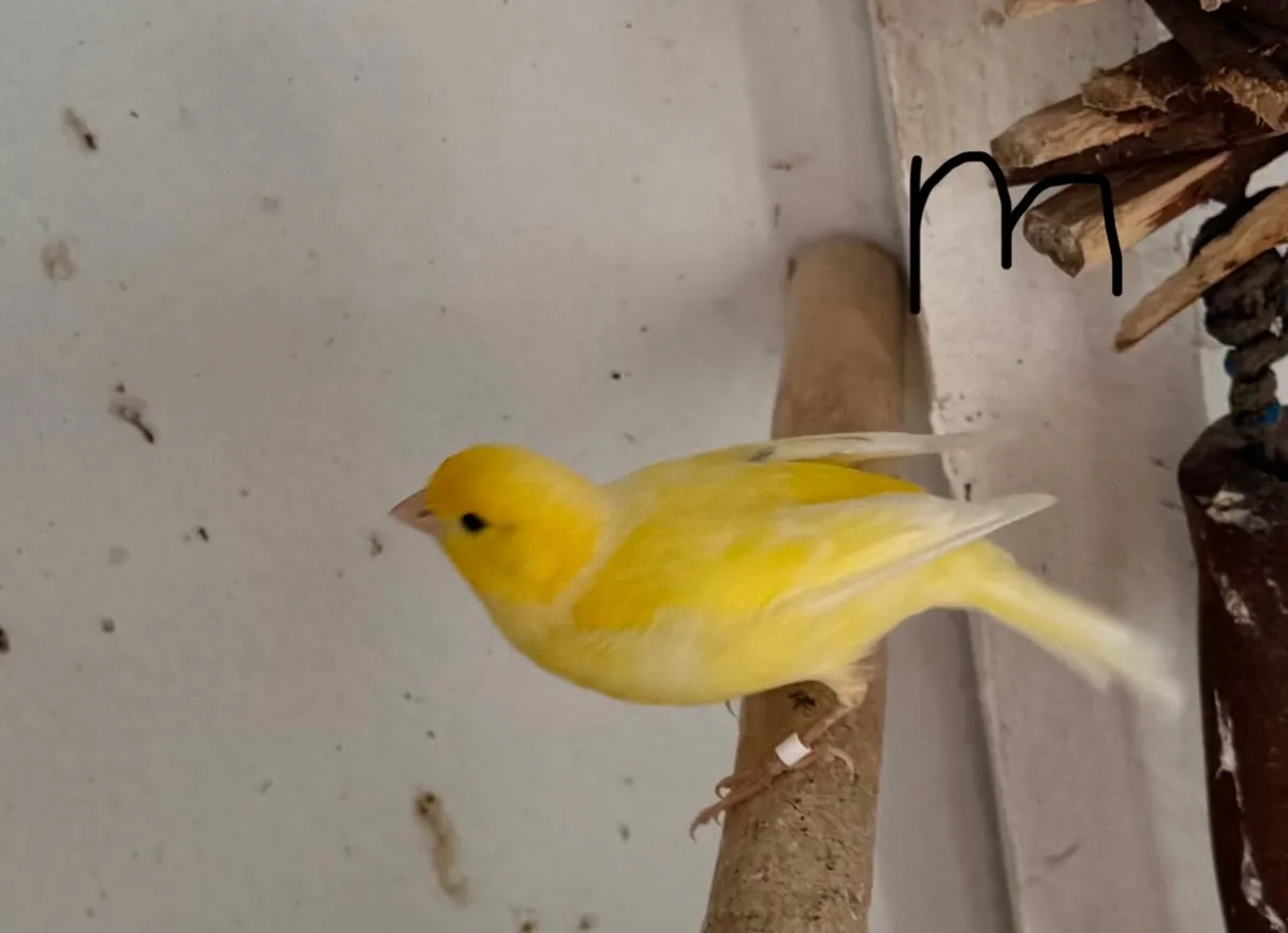 Canary birds for sale - Image 2
