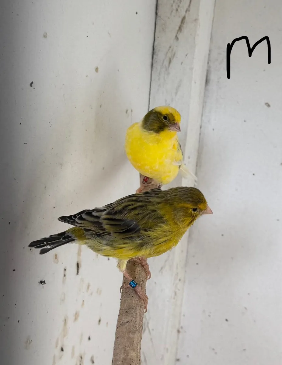 Canary birds for sale - Image 3