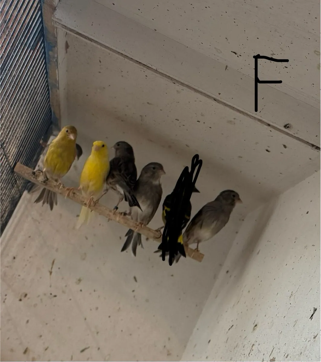 Canary birds for sale - Image 4