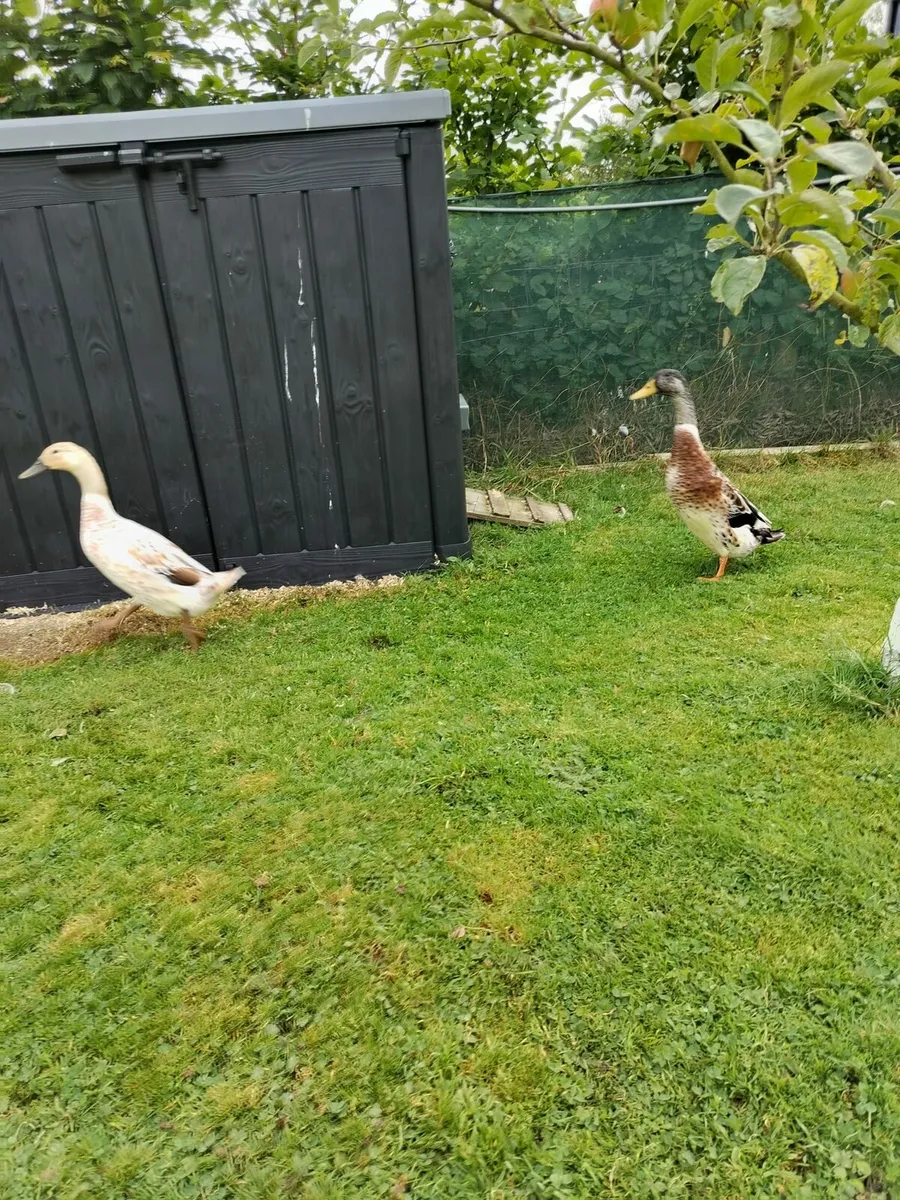 Pair of Indian runners ducks. - Image 1