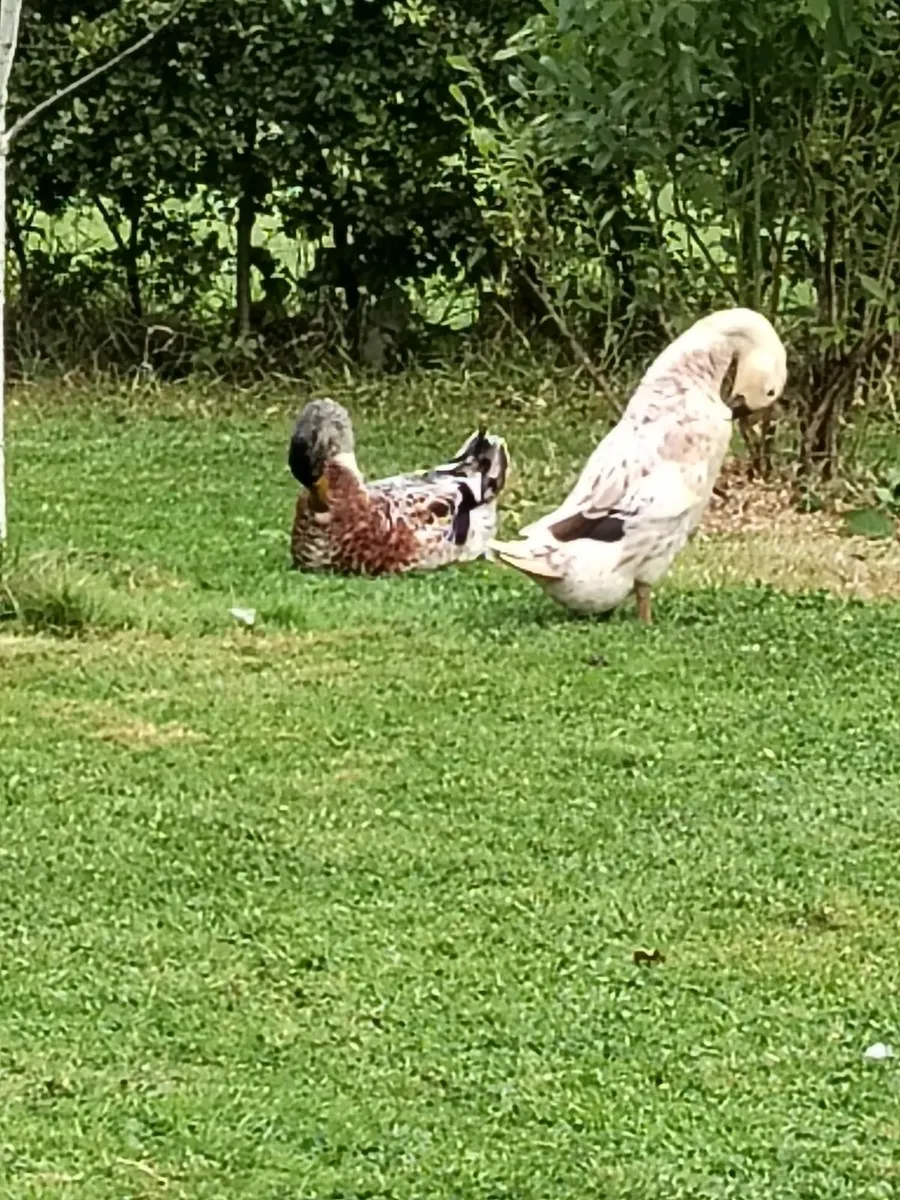 Pair of Indian runners ducks. - Image 2
