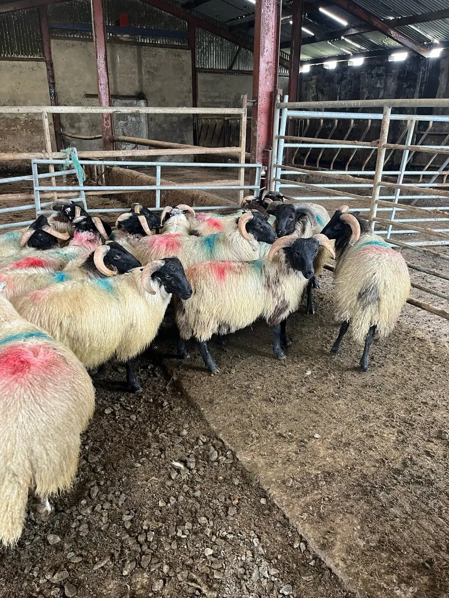 Mountain ram lambs - Image 1