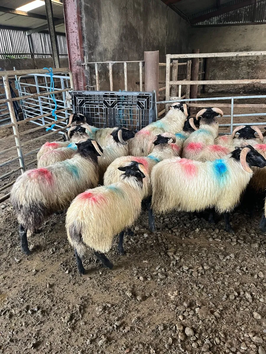 Mountain ram lambs - Image 2