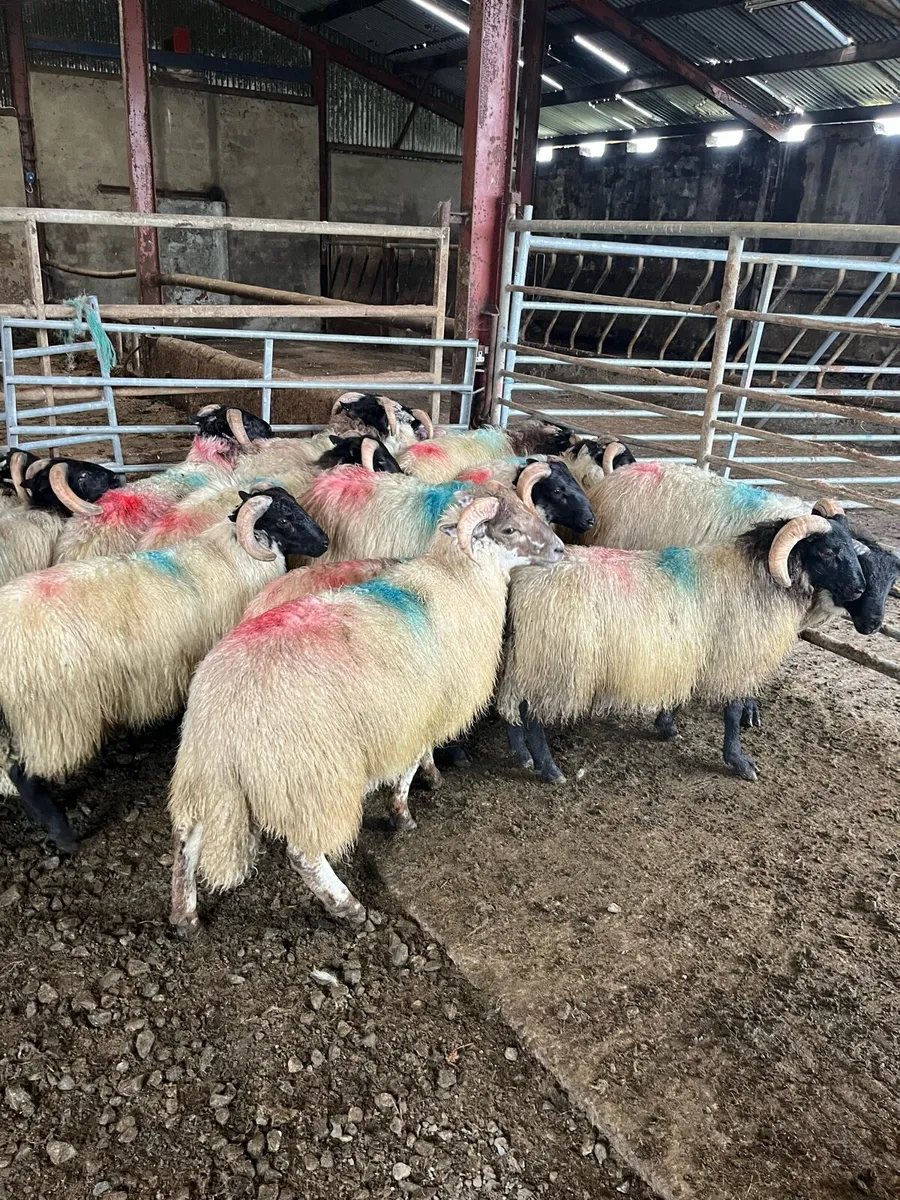 Mountain ram lambs - Image 3