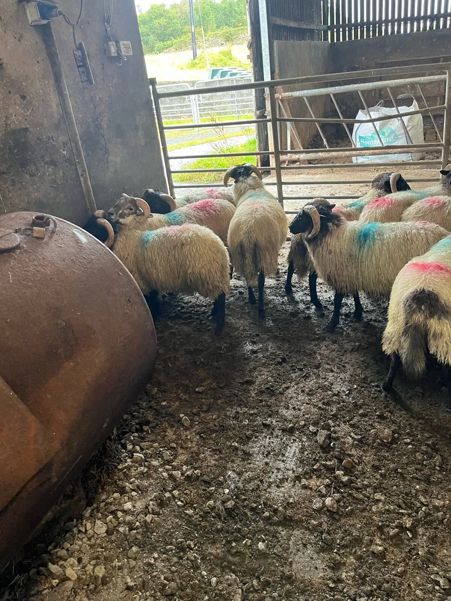 Mountain ram lambs - Image 4