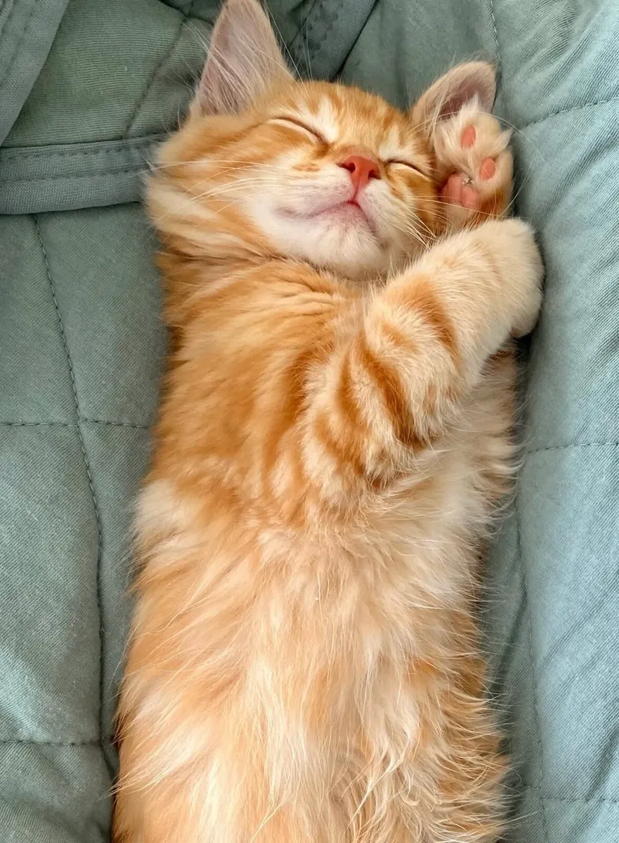 Kittens - Image 1