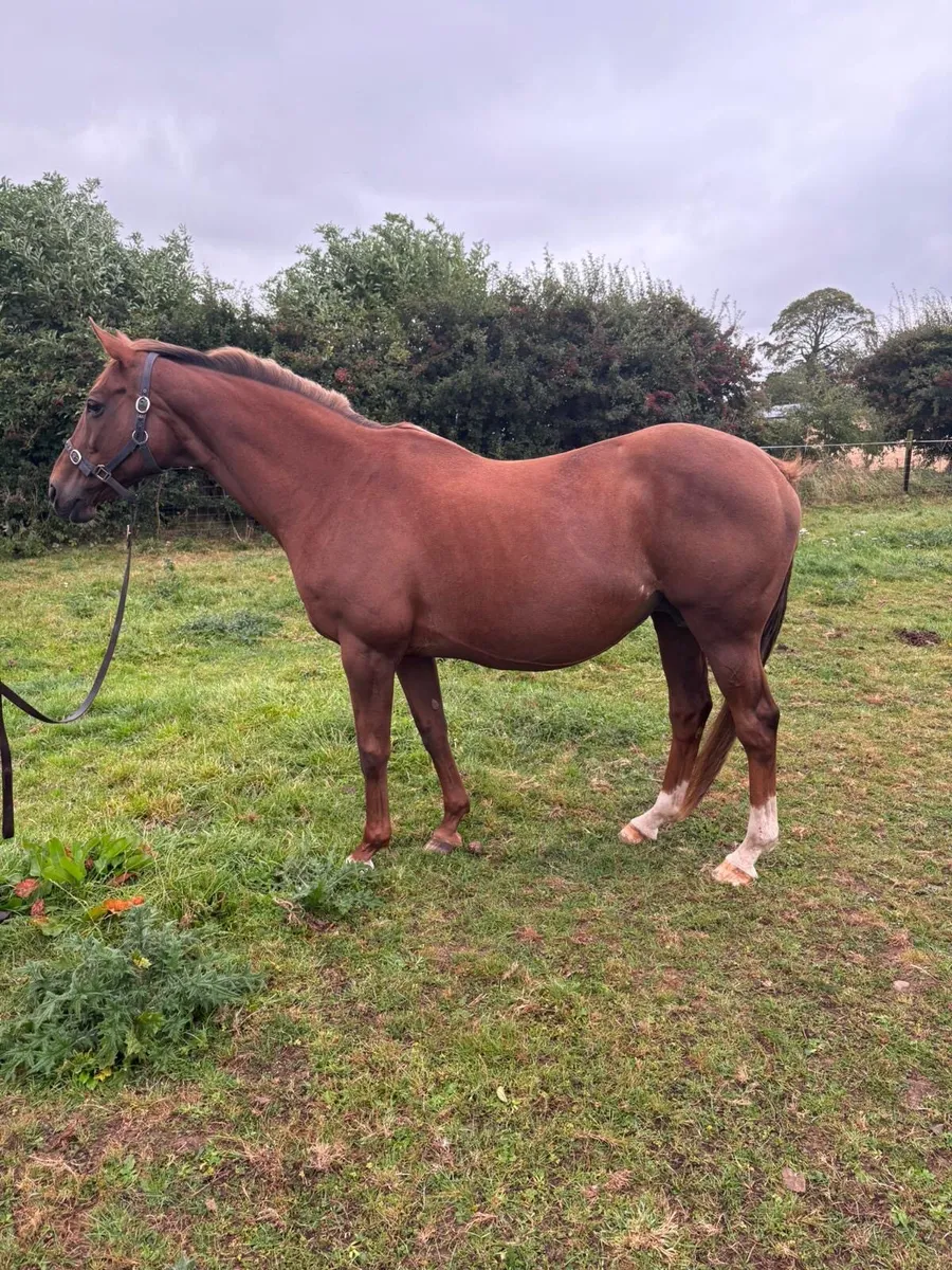 Thoroughbred Mare In Foal