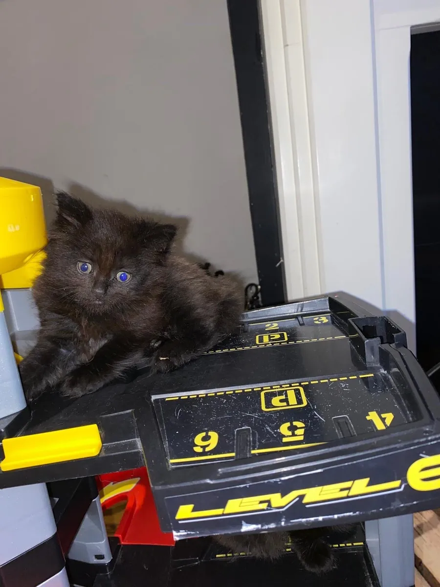 Kittens - Image 1