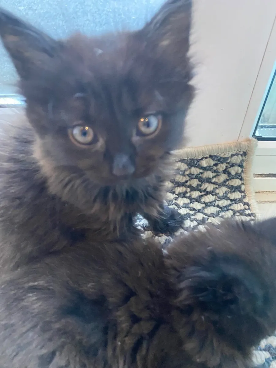 Kittens - Image 2