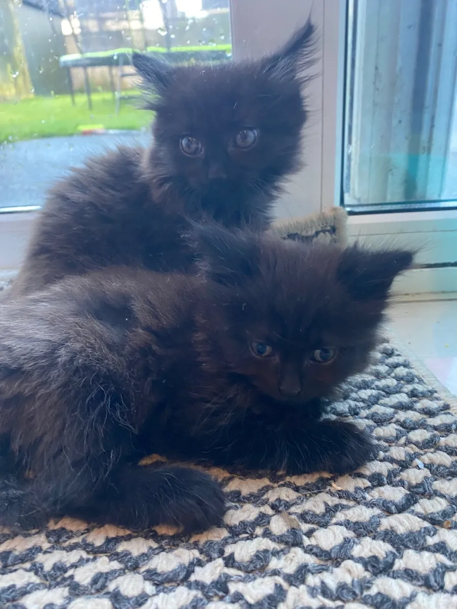 Kittens - Image 3