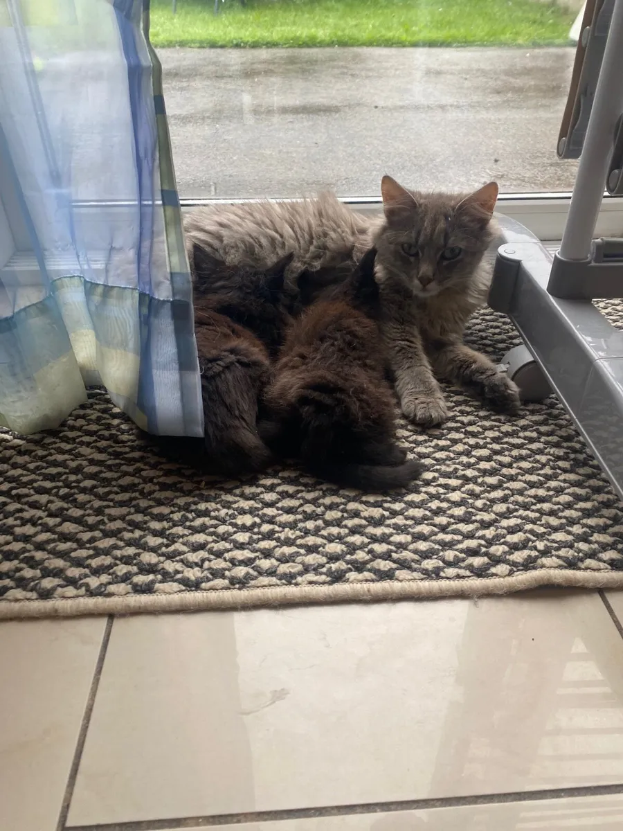 Kittens - Image 4