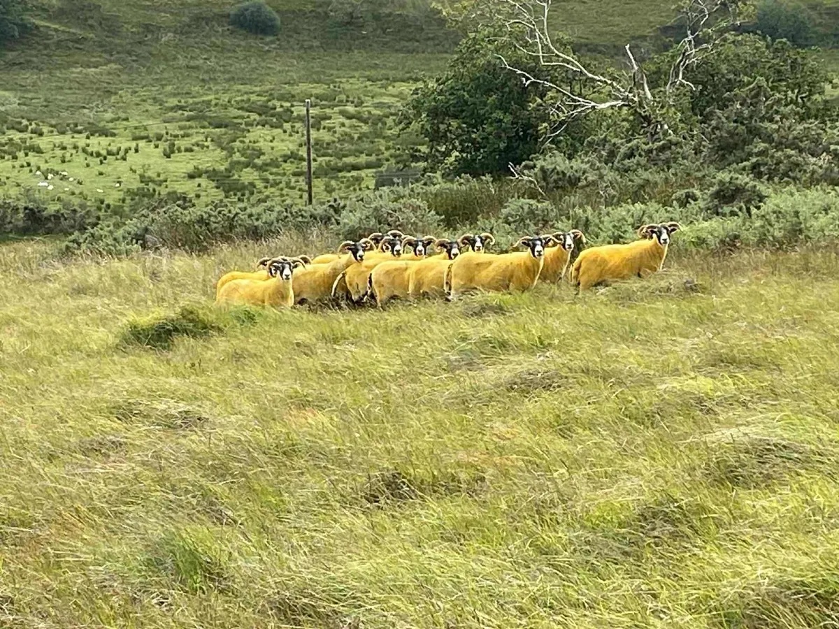 Livestock - Image 2