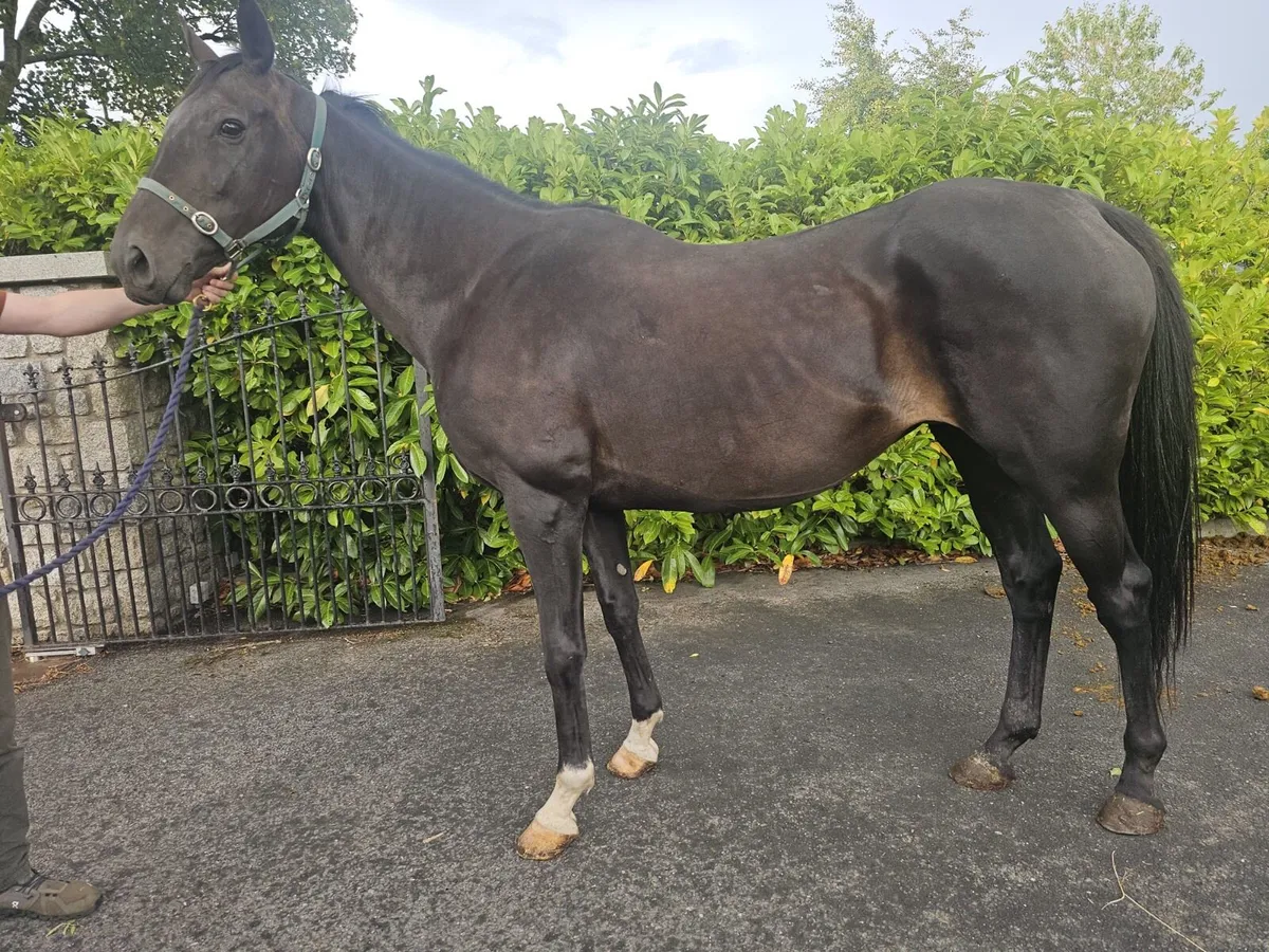 National Hunt Thoroughbred Mare 16.2