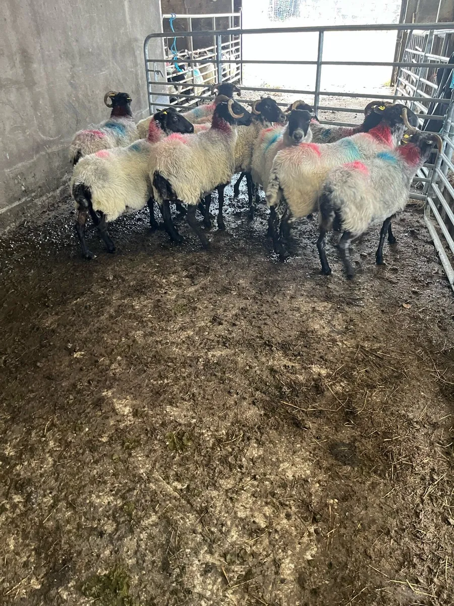 Blackfaced mountain ewes - Image 2