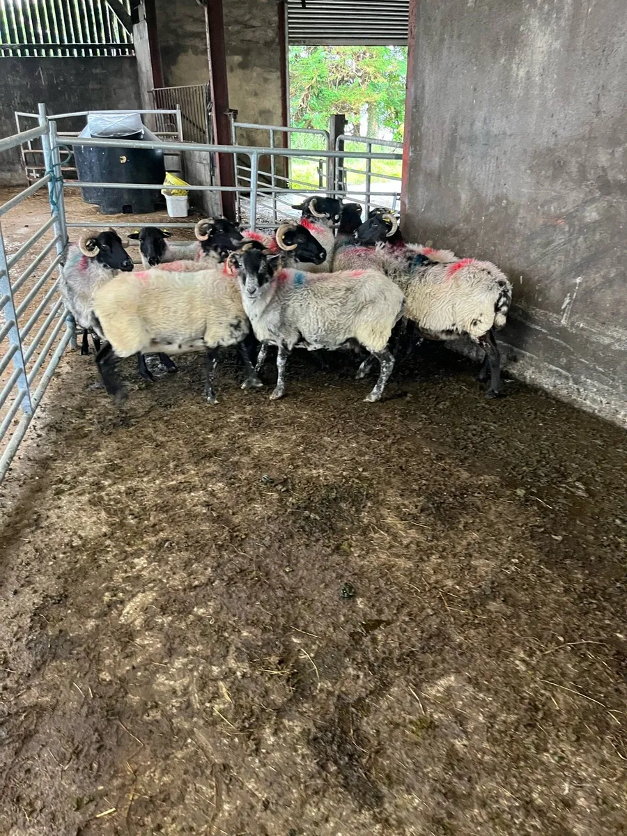 Blackfaced mountain ewes - Image 3