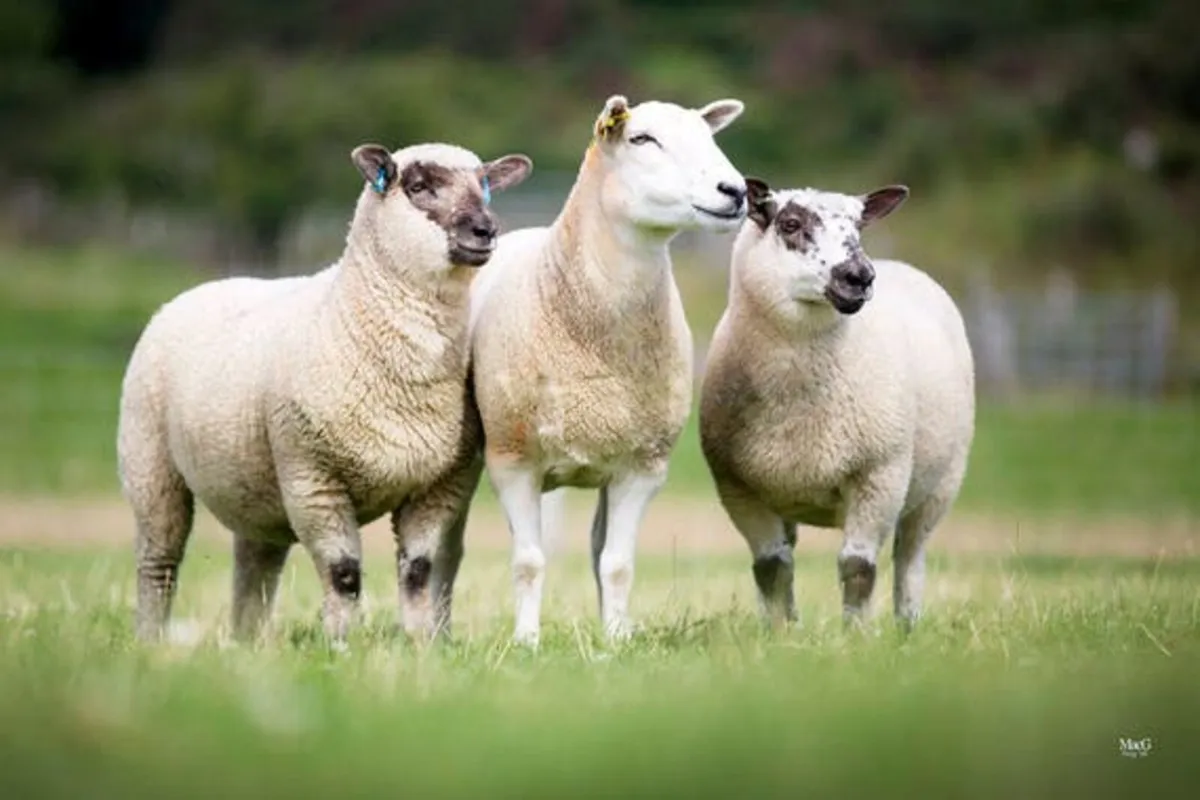 Hampshire Down Ram Sale - Image 2
