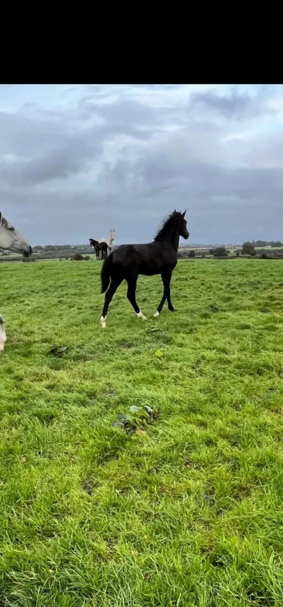 RID filly foal