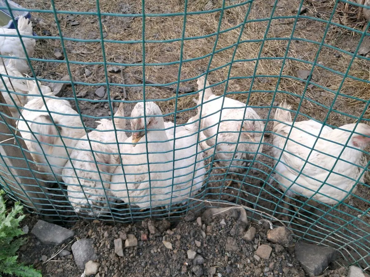 Chicken - Image 1