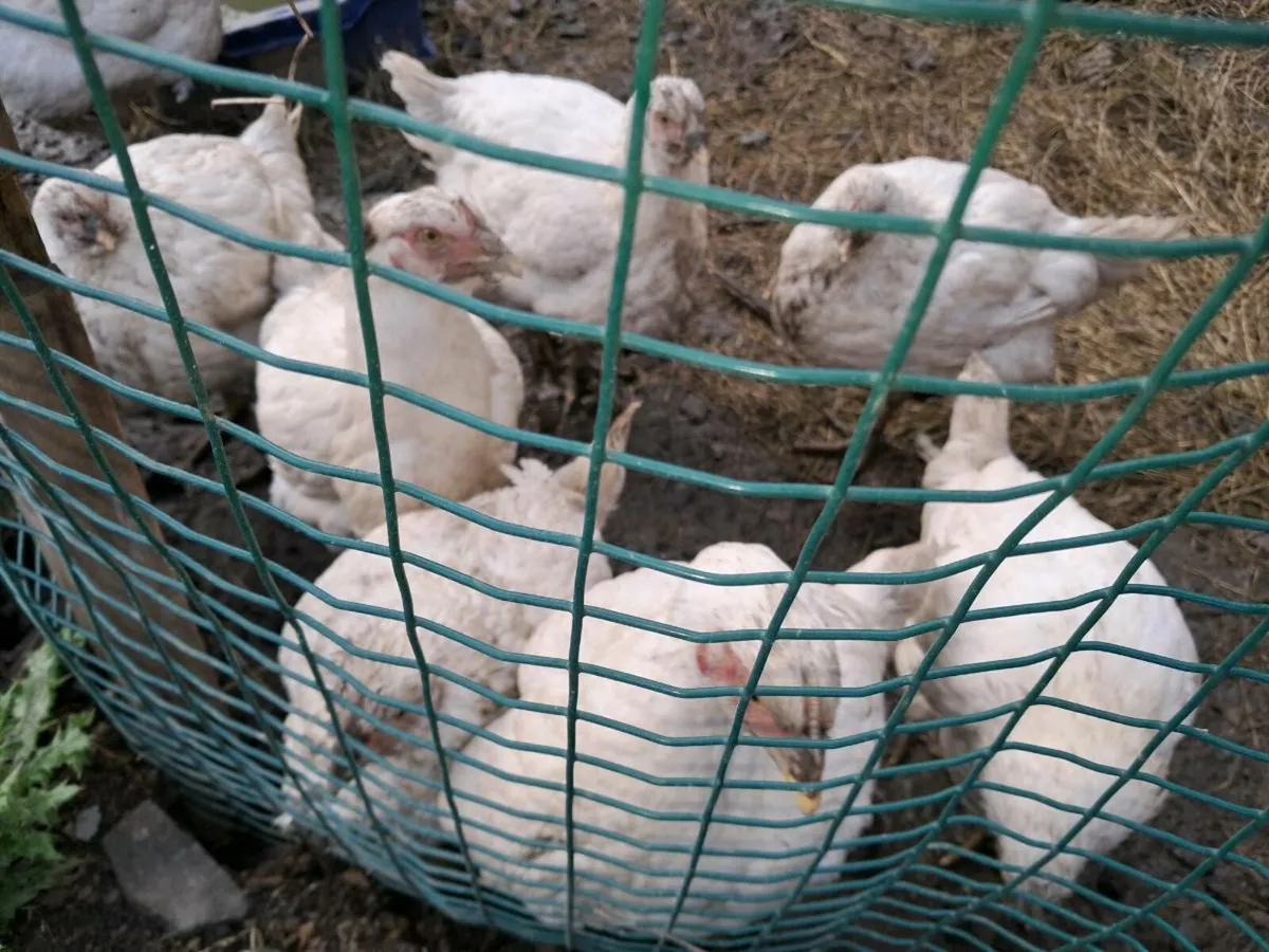Chicken - Image 2
