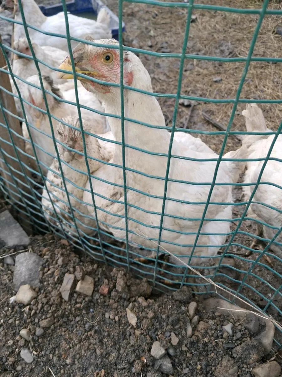 Chicken - Image 3