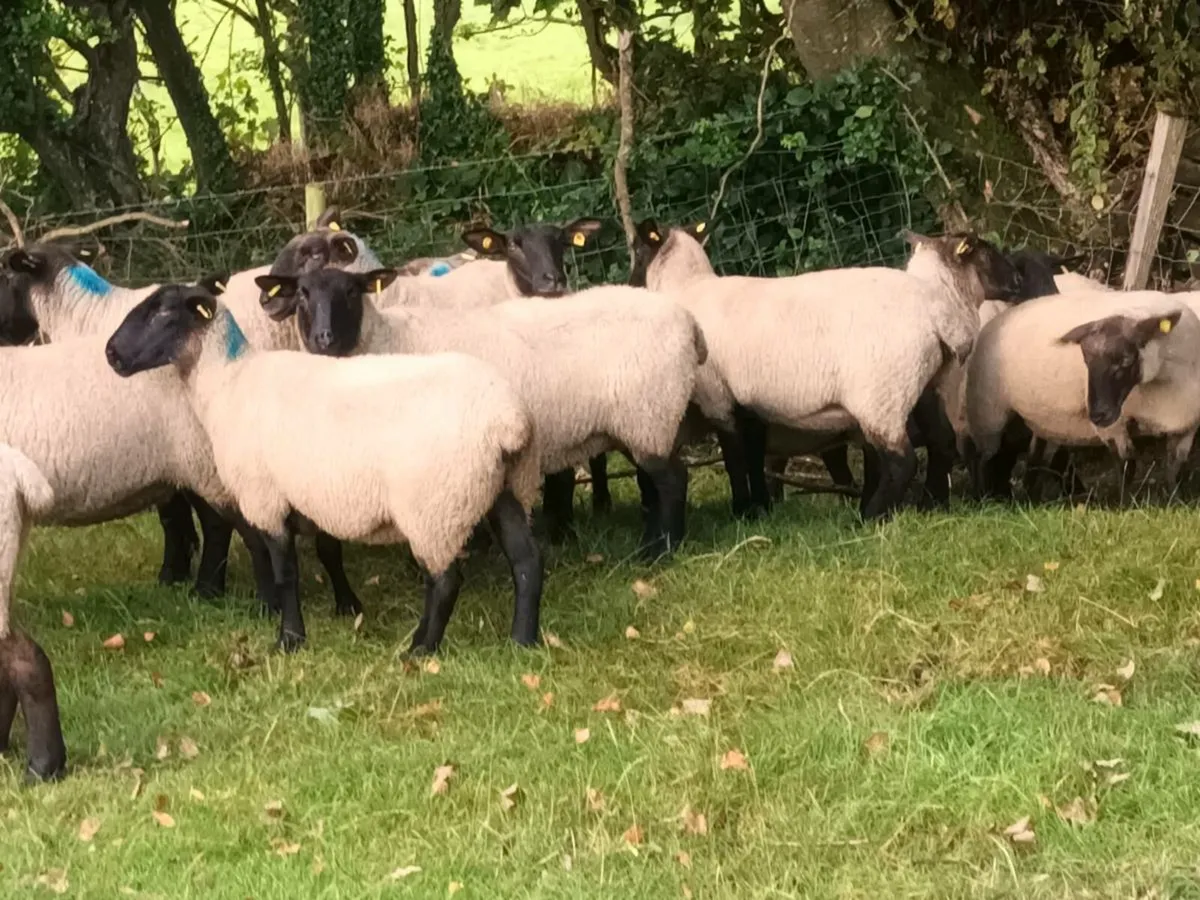 19 Three and Four year old Ewes - Image 3