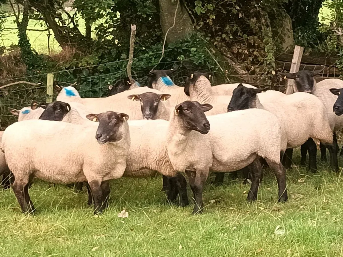 19 Three and Four year old Ewes - Image 4