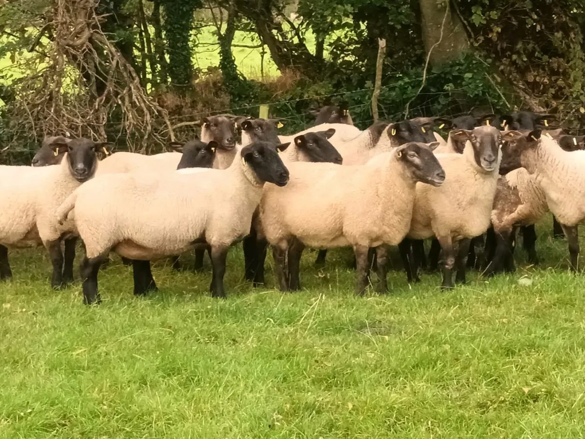 19 Three and Four year old Ewes - Image 1